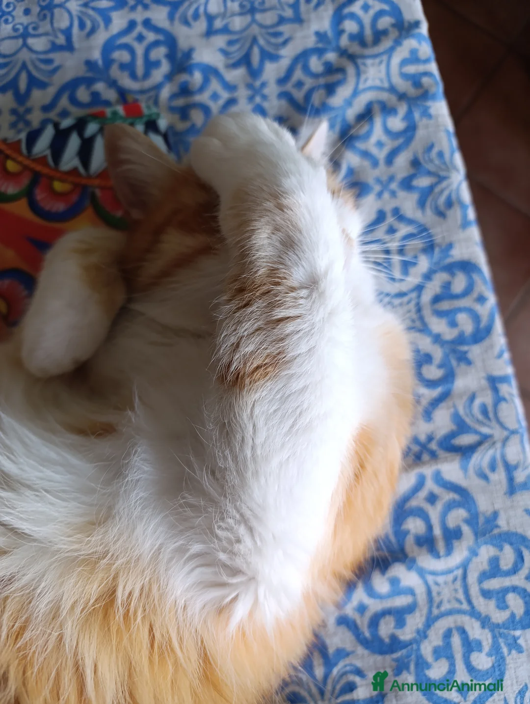 Altre razze gatti in regalo: Regalo Oscar - Annuncio 6