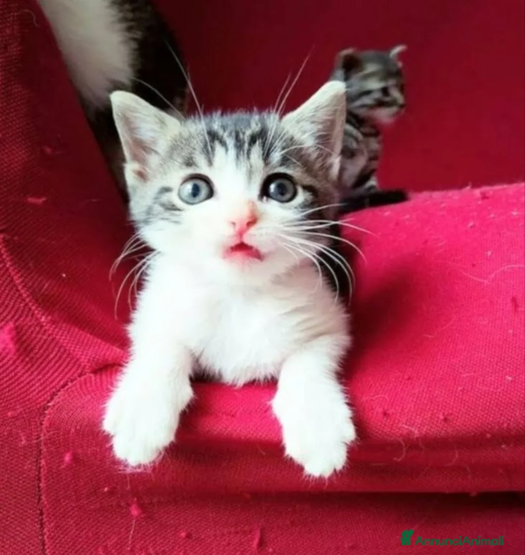 Altre razze gatti in vendita: Gattini Mix  - Annuncio 3