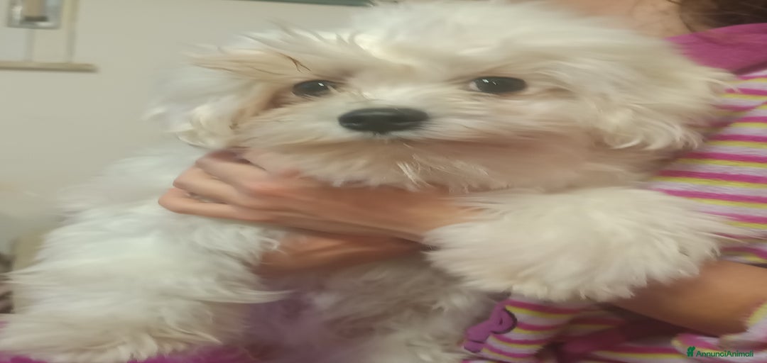 Immagine della galleria {{count}}