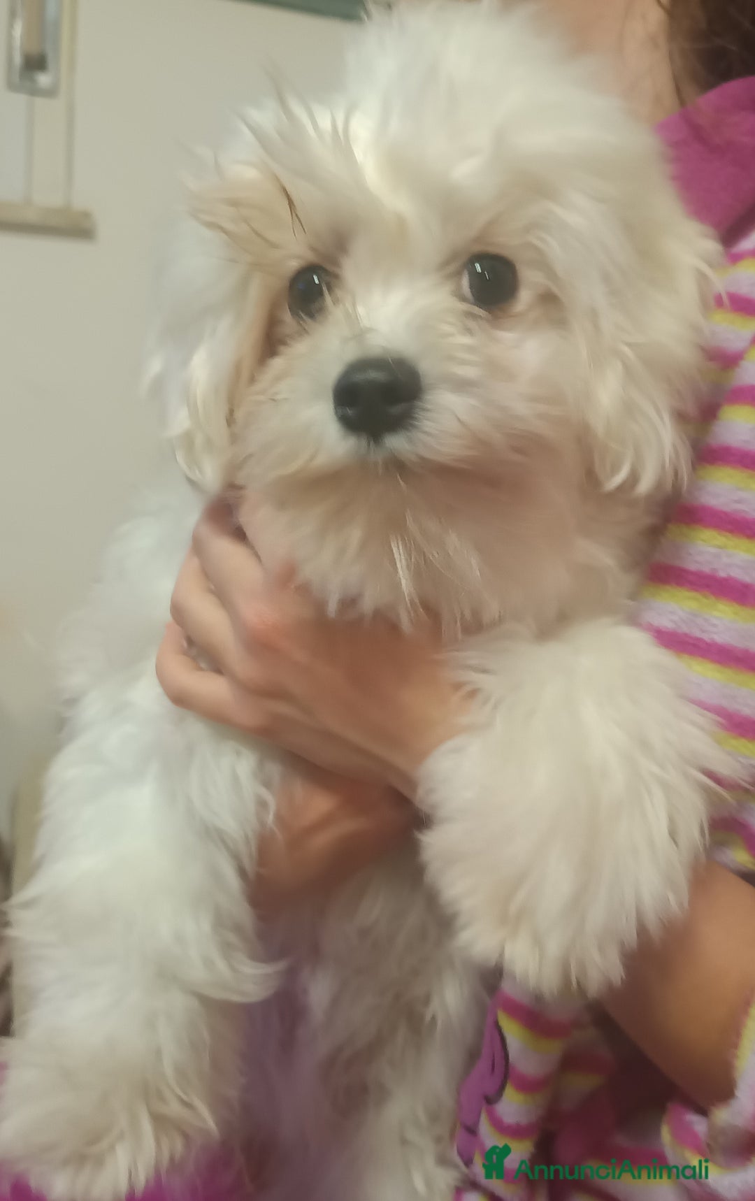 Immagine della galleria {{count}}