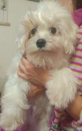 Immagine della galleria {{count}}