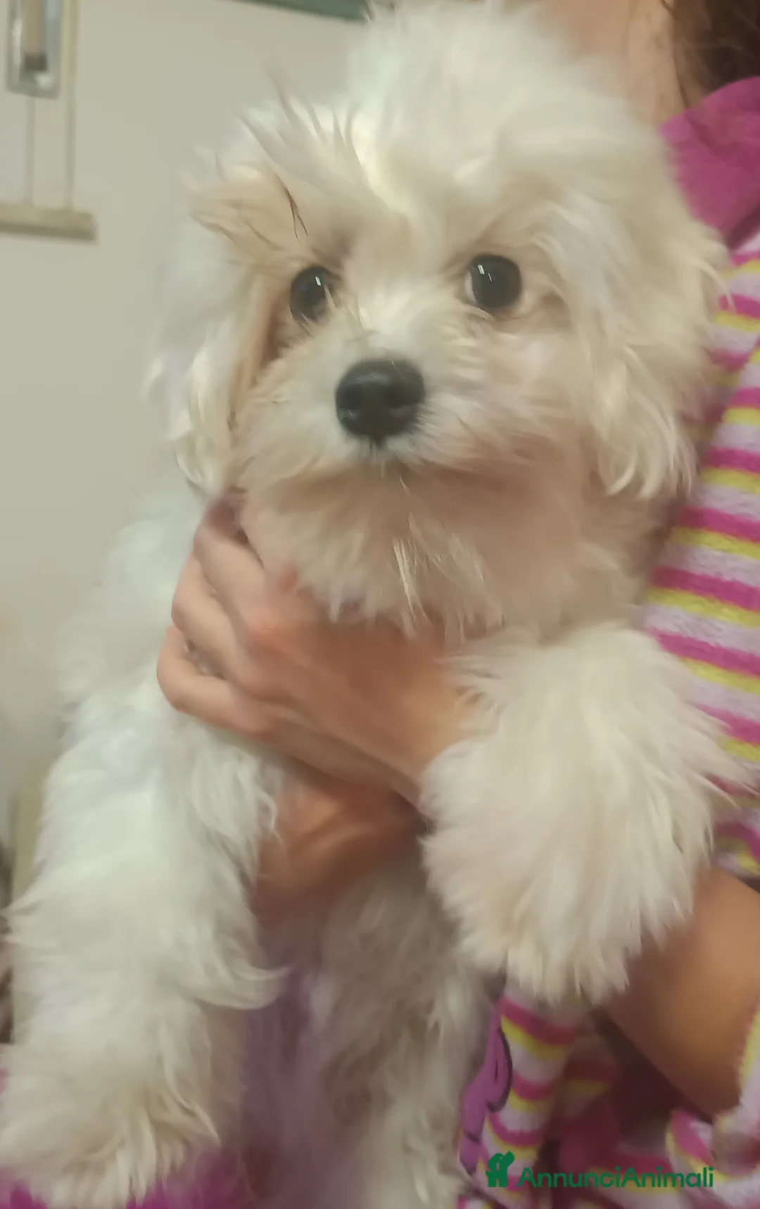 Immagine della galleria {{count}}