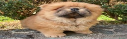 Chow Chow cani in vendita: Chow Chow Cucciole femmine nero e rosso  - Annuncio 10