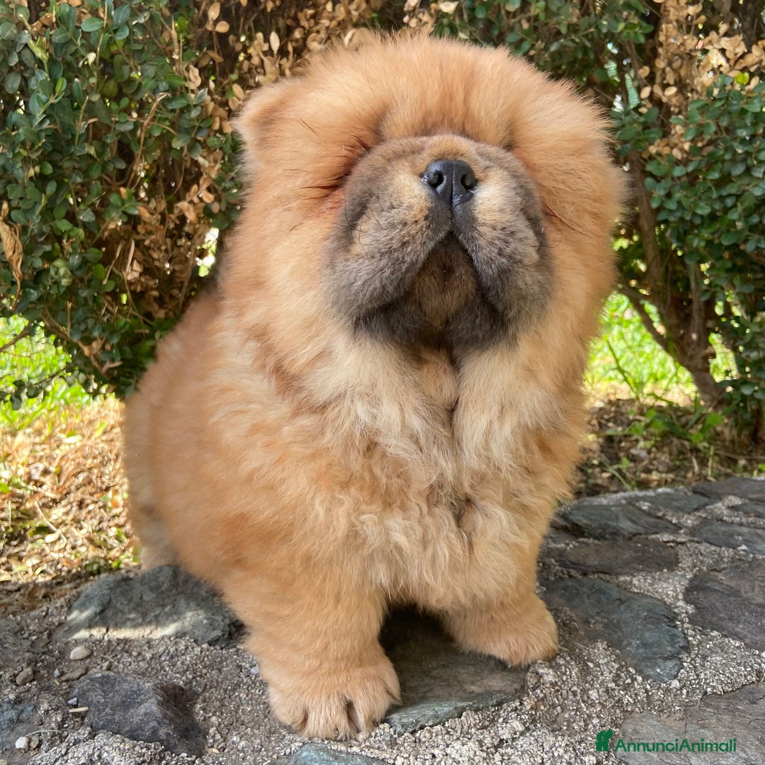Chow Chow cani in vendita: Chow Chow Cucciole femmine nero e rosso  - Annuncio 10