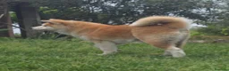 Akita Inu cani in vendita: Cucciolo Akita Inu Pedigree  - Annuncio 5