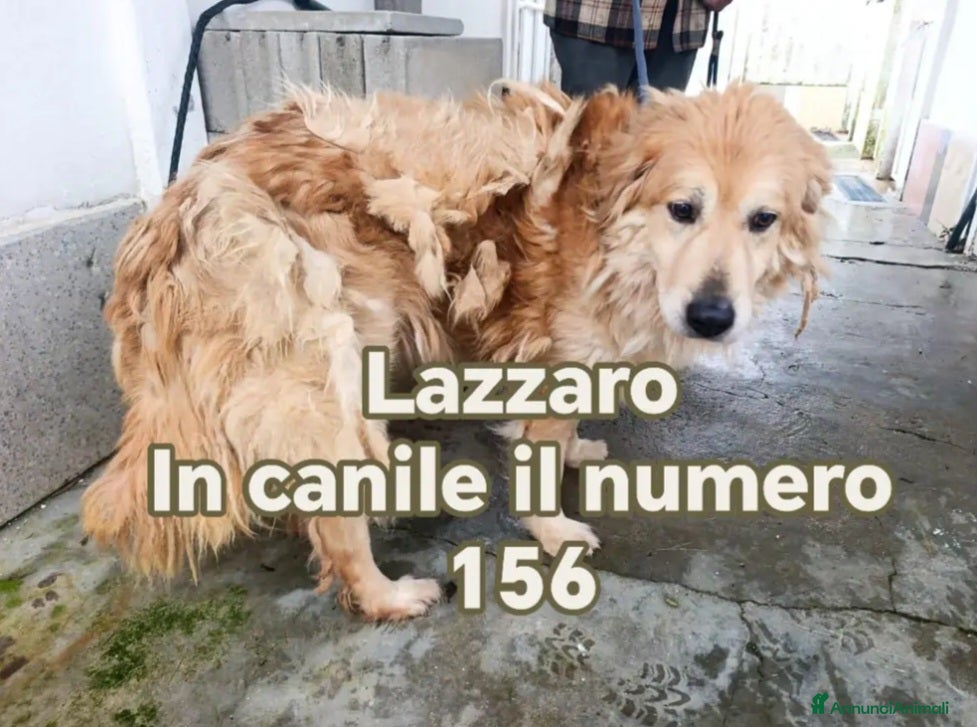 Meticcio cani Mix Golden in canile dal '21 URGE SALVEZZA CALABRI - Annuncio 1