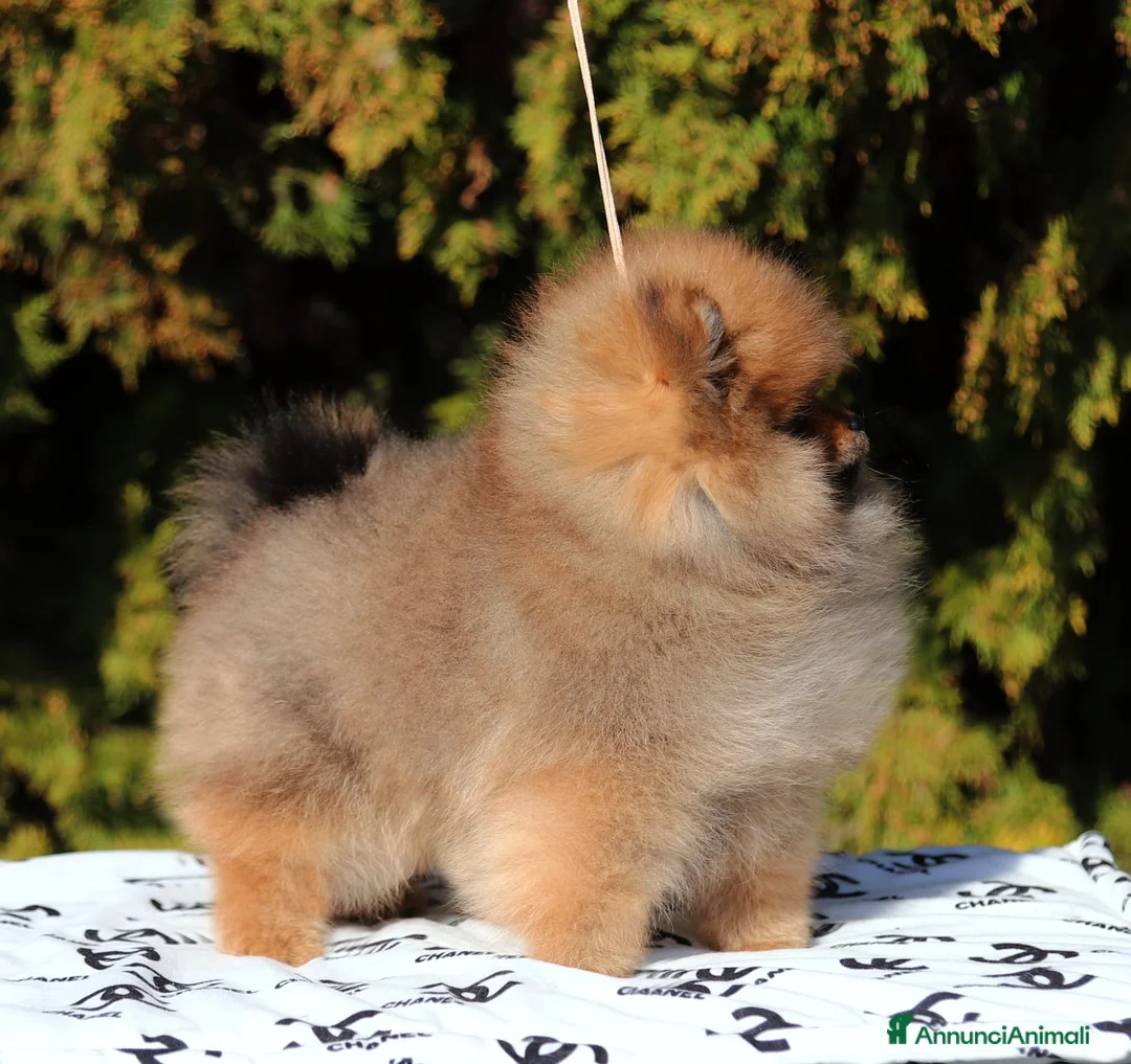 Spitz cani in vendita: Spitz Nano Maschio Arancio  - Annuncio 4
