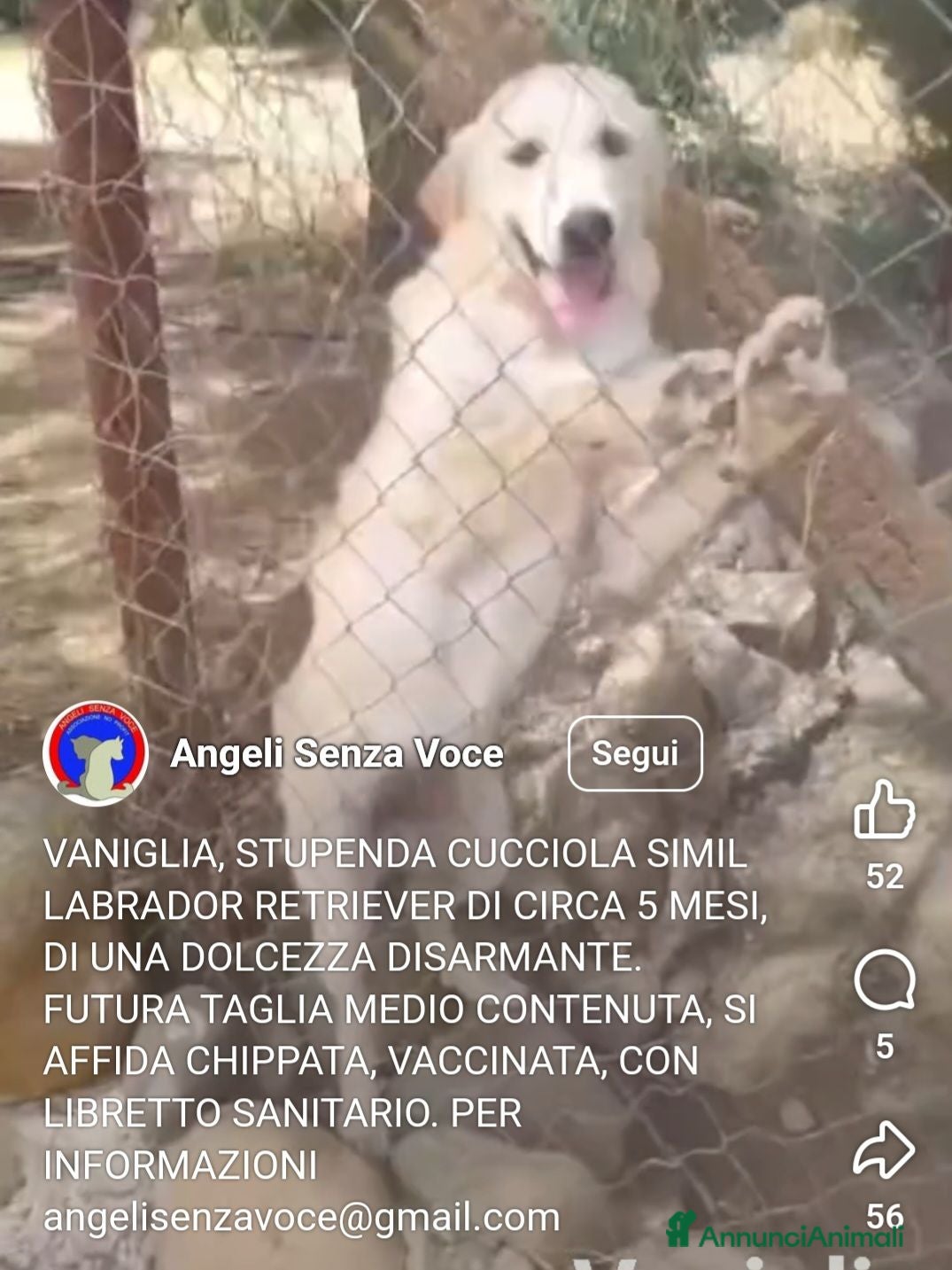 Meticcio cani Femmina 5mesi mix Labrador retriever tg media SUD - Annuncio 4
