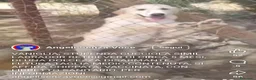Meticcio cani in regalo: Femmina 5mesi mix Labrador retriever tg media SUD - Annuncio 1