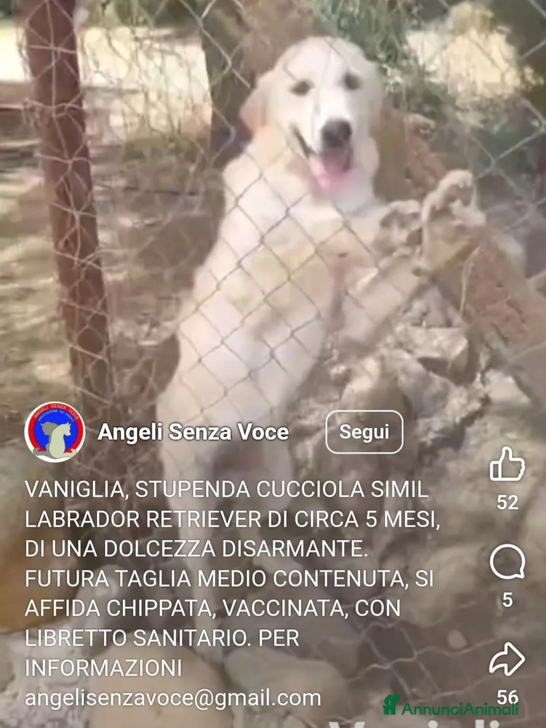 Meticcio cani in regalo: Femmina 5mesi mix Labrador retriever tg media SUD - Annuncio 1
