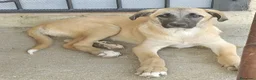 Meticcio cani in regalo: MOLLY  - Annuncio 5