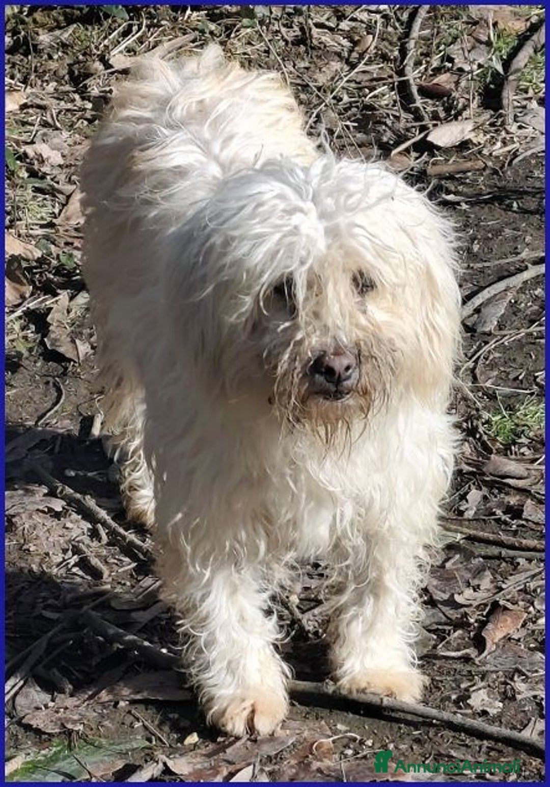 Meticcio cani in regalo: DELORIS dolcissima - Adoz. del cuore - Annuncio 7