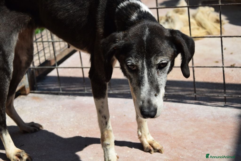 Altre razze cani CAREZZA, adozione del cuore a Città metropolitana di Roma Capitale - Annuncio 32