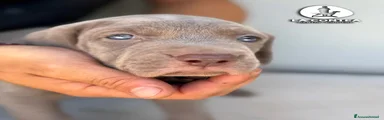 Weimaraner 3