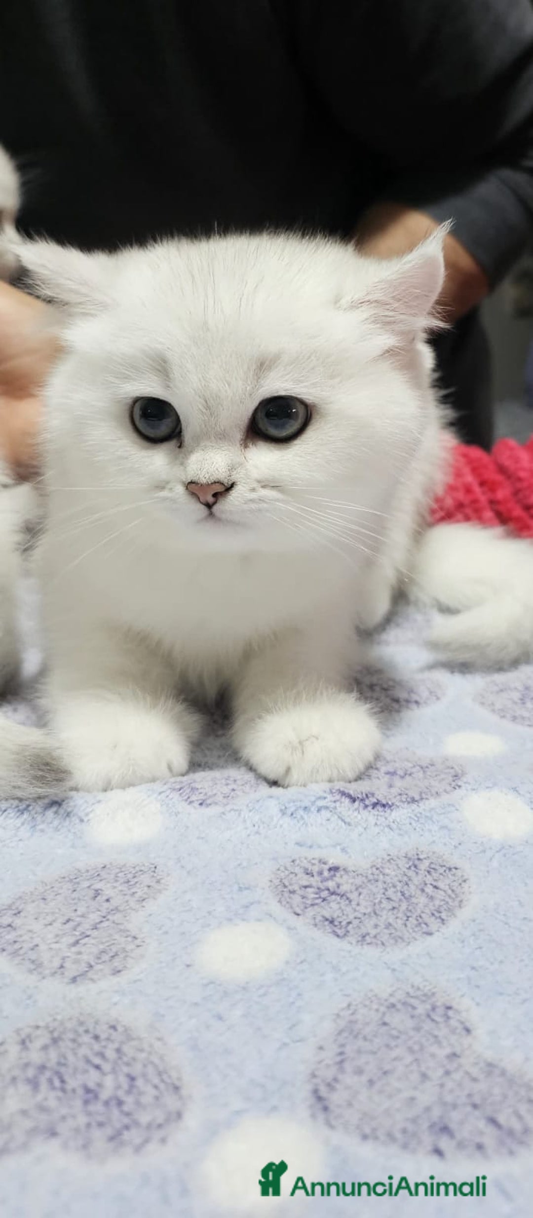 British gatti in vendita: Mirtilla cerca a casa  - Annuncio 6