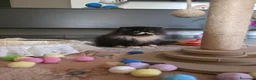 Persiano gatti in vendita: Cuccioli persiani  - Annuncio 8