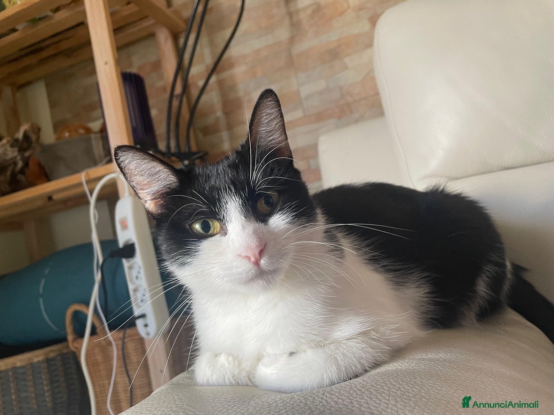 Europeo gatti in regalo: Lia dolcissima micina bianca e nera - Annuncio 1