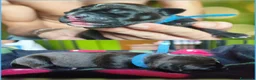 Pitbull cani in vendita: 3 cuccioli MASCHI di Pit Bull in standard ADBA a Provincia di Cremona - Annuncio 8