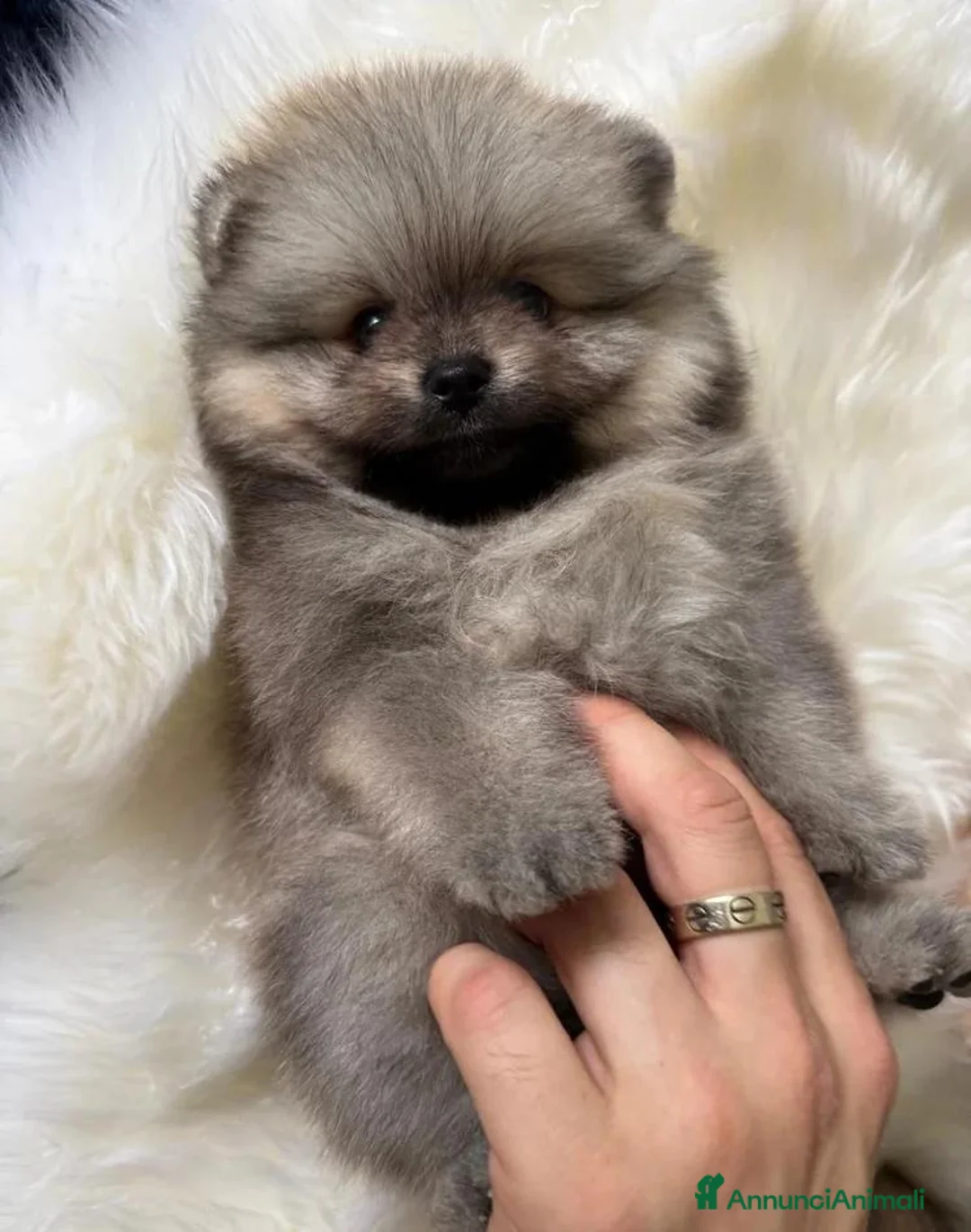 Volpino Pomerania cani in vendita: Cuccioli di Pomerania - Annuncio 2