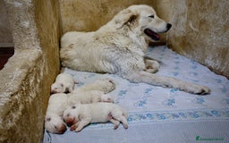 Pastore Maremmano cani in vendita: Cucciolata Pastore Maremmano Abruzzese - Pedigree - Immagine 1