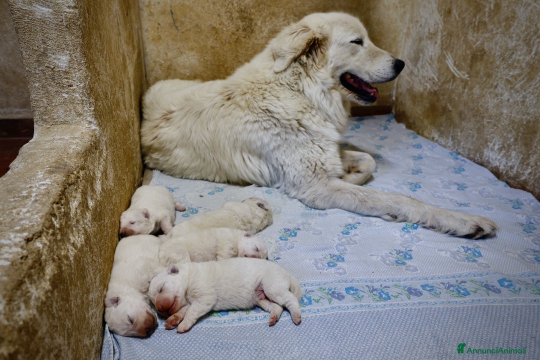 Pastore Maremmano cani in vendita: Cucciolata Pastore Maremmano Abruzzese - Pedigree - Immagine 1