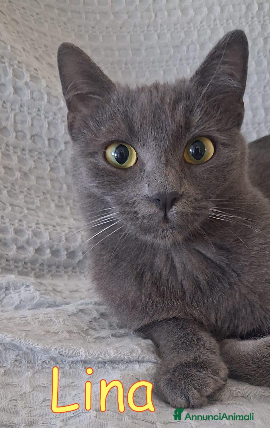 Europeo gatti LINA GATTINA SIMILCERTOSINA MERAVIGLIOSA - Annuncio 38