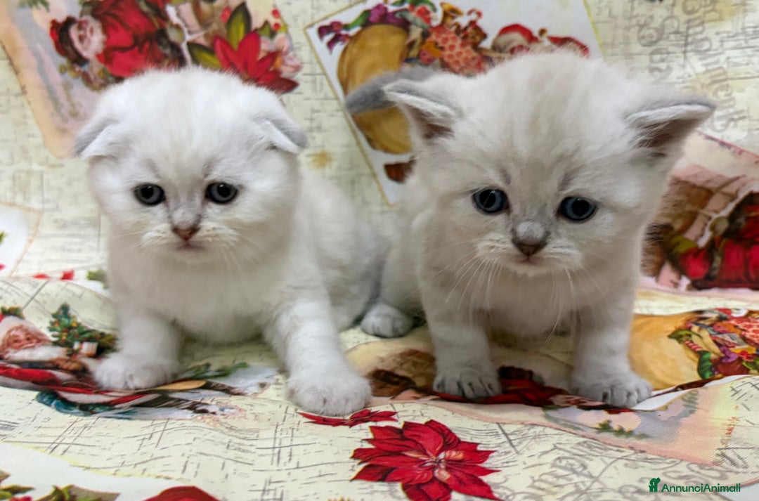 British gatti in vendita: Scottish fold sthrait  - Annuncio 10