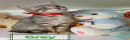 Europeo gatti in regalo: GATTINI MERAVIGLIOSI  a Provincia di Crotone - Annuncio 6