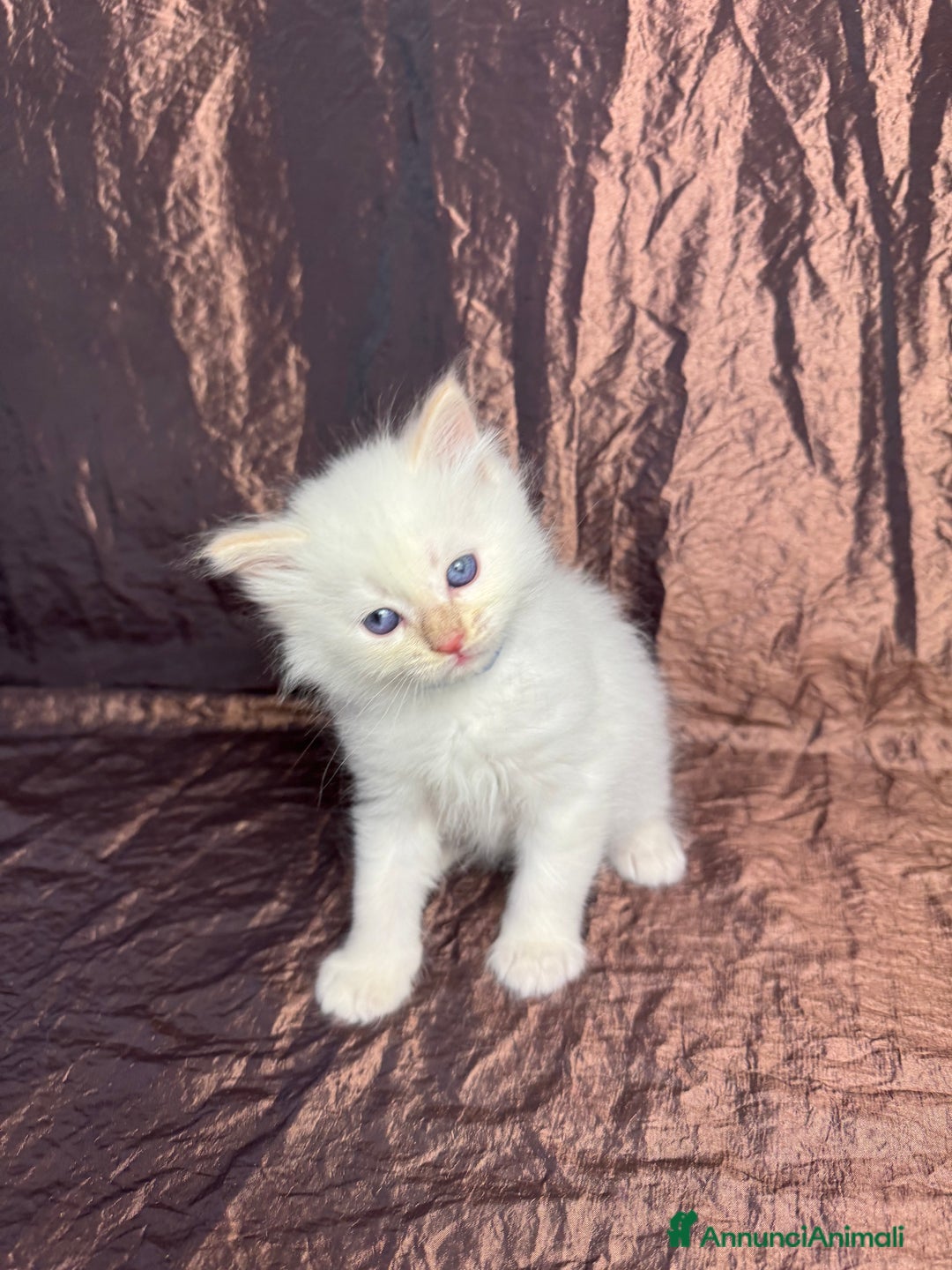 Siberiano gatti in vendita: Ultimo cucciolo disponibile  - Annuncio 4