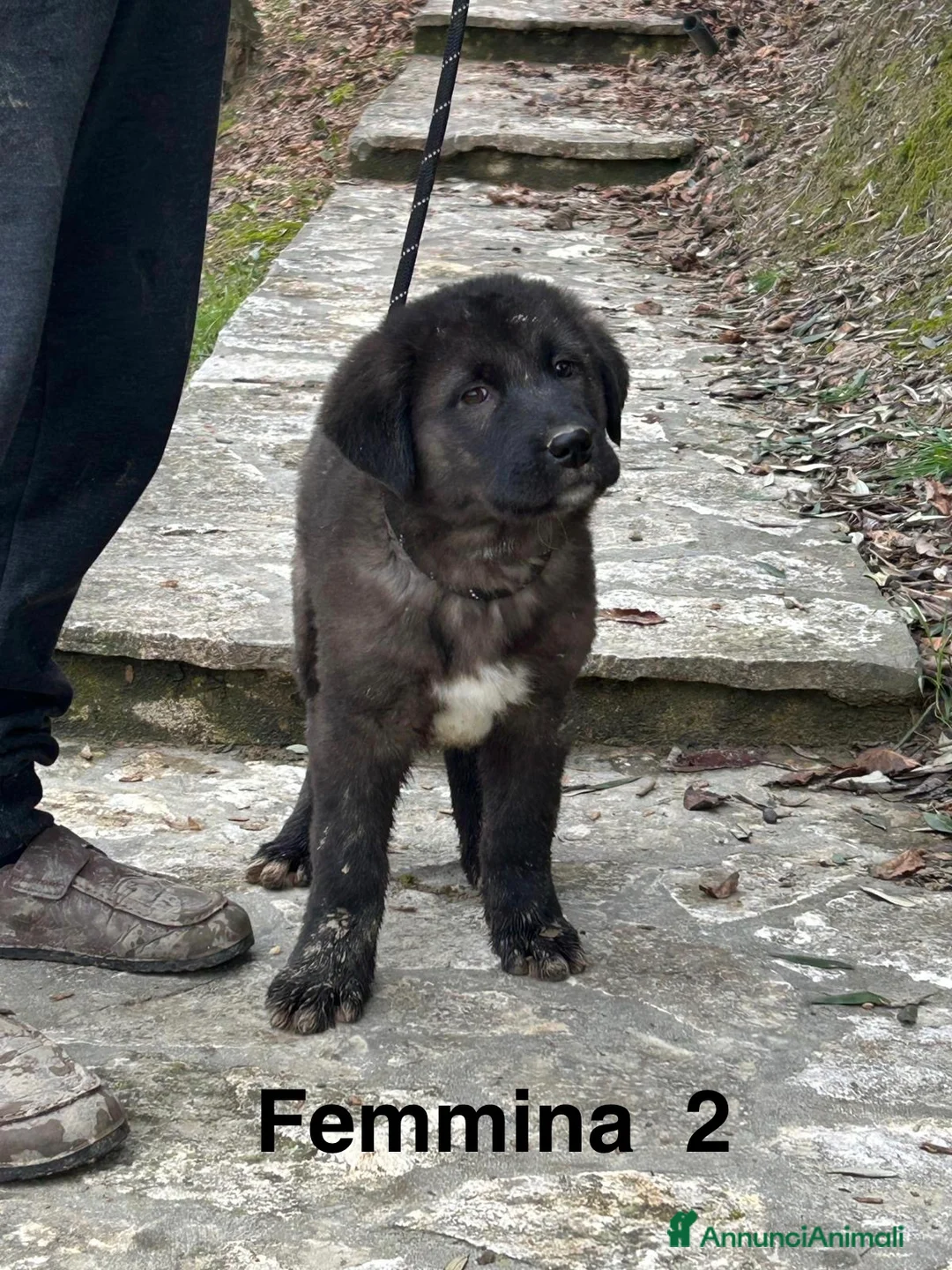 Pastore Asia Centrale cani in vendita: Cuccioli Pastore dell’Asia Centrale - Annuncio 3