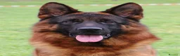 Pastore Tedesco cani in vendita: Cuccioli da esposizione  - Annuncio 16