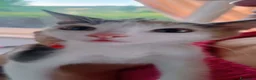 Altre razze gatti in regalo: CERCA CASA 🏡  a Provincia di Macerata - Annuncio 2