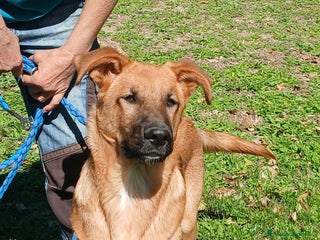 Meticcio cani LO SPLENDIDO AKI HA BISOGNO DI TE - Annuncio 25