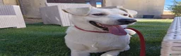 Meticcio cani in regalo: Jerry  - Annuncio 7