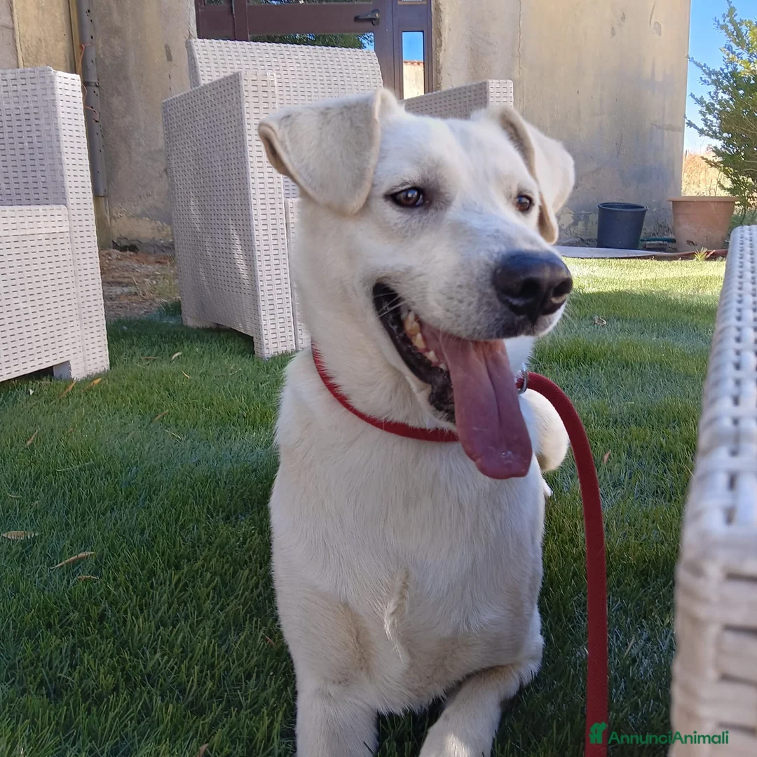 Meticcio cani in regalo: Jerry  - Annuncio 7