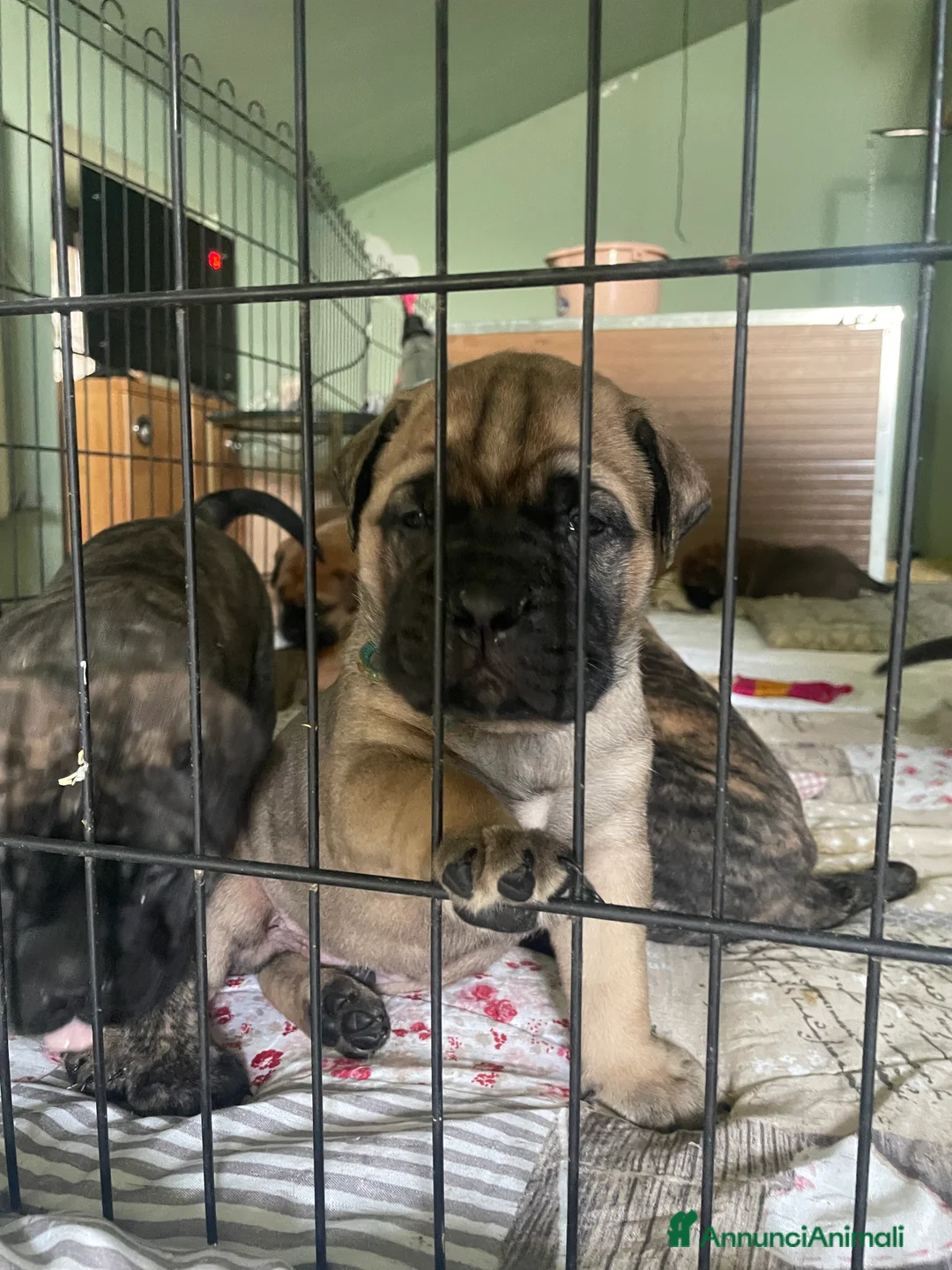 Bullmastiff cani per accoppiamento: Stallone disponibile - Annuncio 12