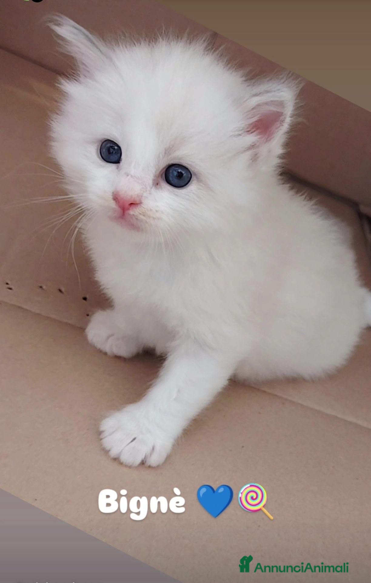 Ragdoll gatti Cuccioli Ragdoll con pedigree  - Annuncio 34