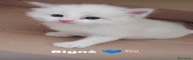 Bignè 