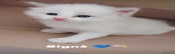 Ragdoll gatti in vendita: Cuccioli Ragdoll con pedigree  - Annuncio 1