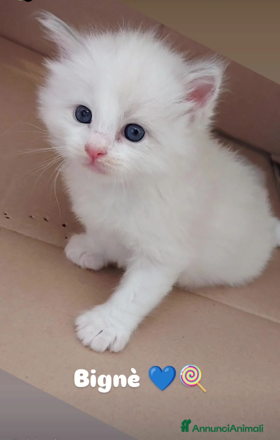 Ragdoll gatti in vendita: Cuccioli Ragdoll con pedigree  - Annuncio 1