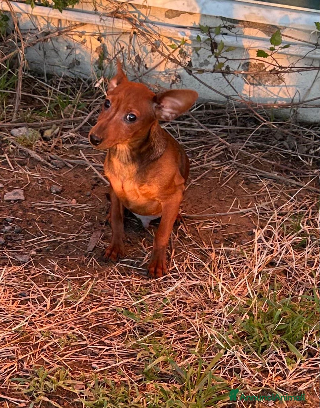 Pinscher Miniatura cani in vendita: Cucciolo Pinscher nano - Annuncio 2