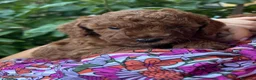 Barboncino Toy cani in vendita: Barboncini Toy a Provincia di Modena - Annuncio 3