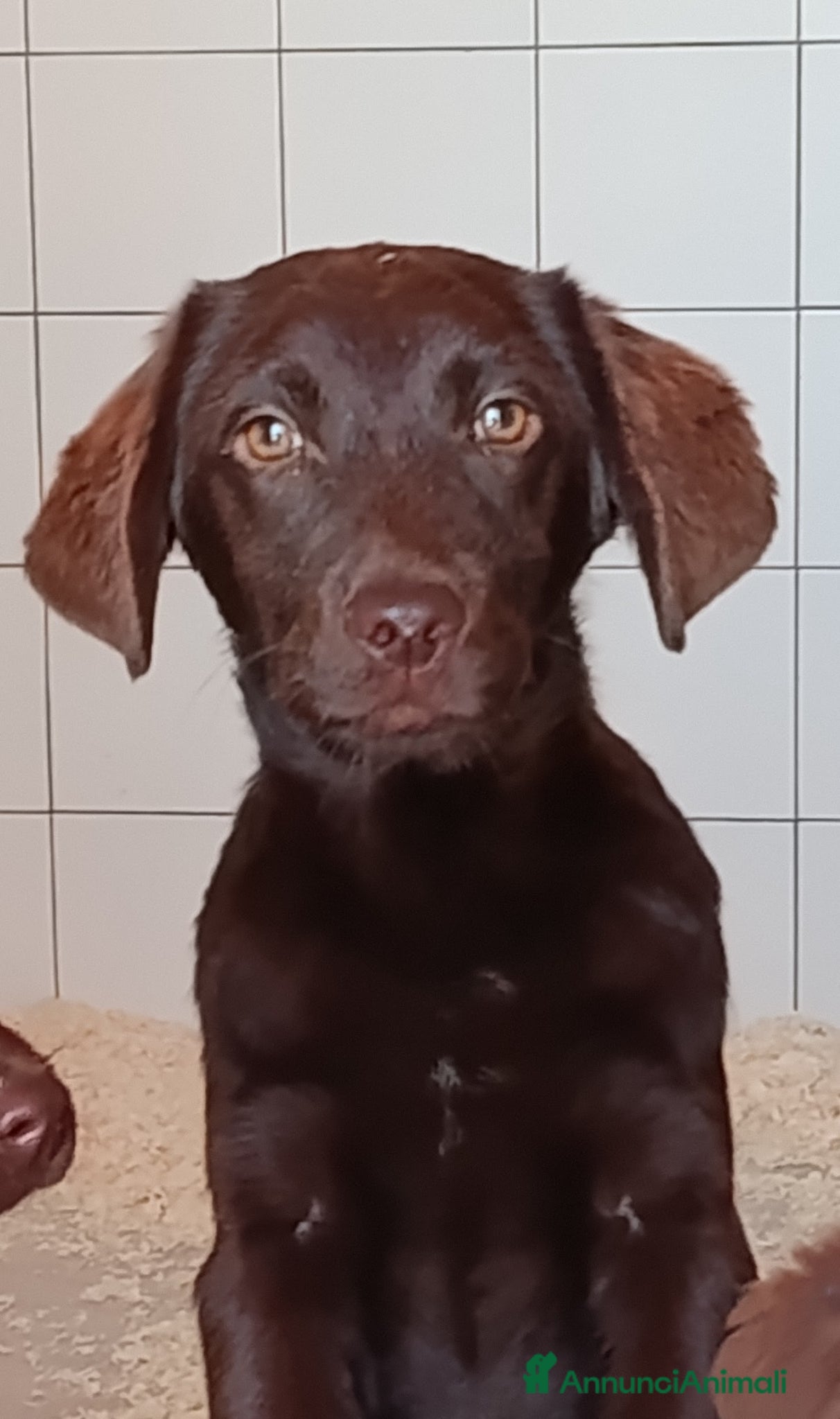 Labrador cani Cuccioli labrador retriever cioccolata  - Annuncio 6