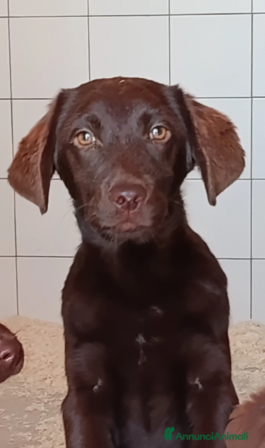 Labrador cani in vendita: Cuccioli labrador retriever cioccolata  - Annuncio 1