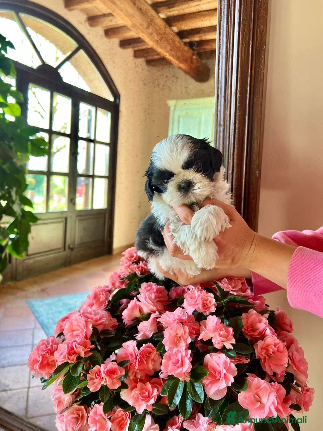 Shih Tzu cani in vendita: SHIHTZU CUCCIOLI a Provincia di Modena - Annuncio 2
