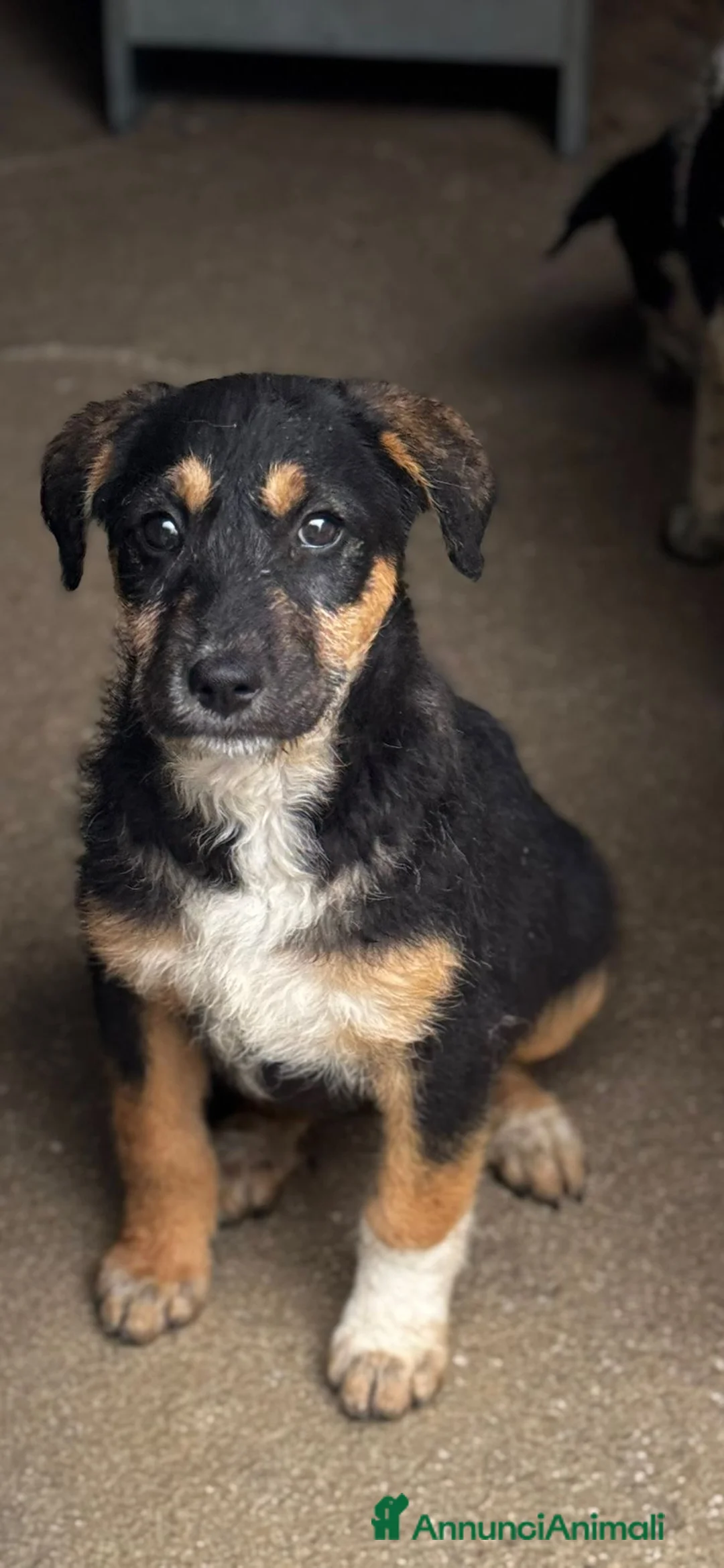 Meticcio cani in regalo: Luna femmina  a Provincia di Cremona - Annuncio 1