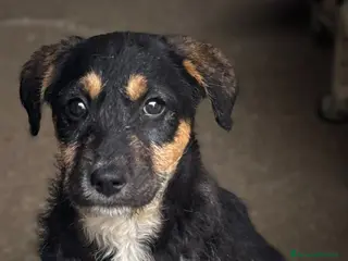 Meticcio cani Luna femmina - Annuncio 24