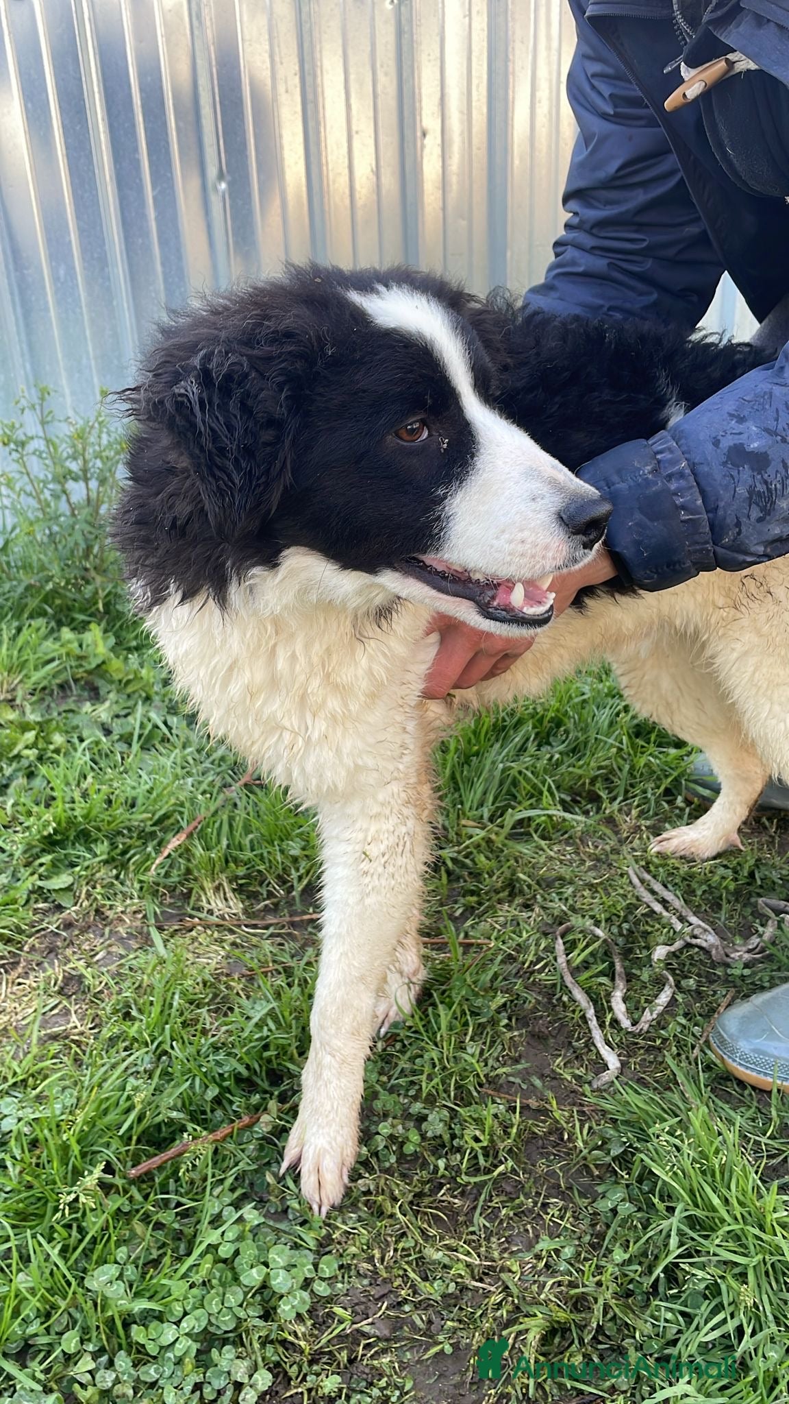 Border Collie cani IL DOLCISSIMO SUGAR CERCA CASA - Annuncio 2