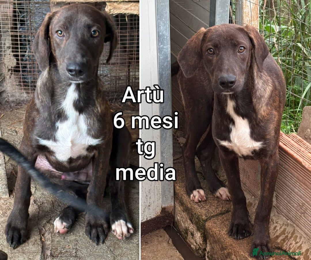 Meticcio cani in regalo: CUCCIOLI ABBANDONATI! EMERGENZA  - Annuncio 5