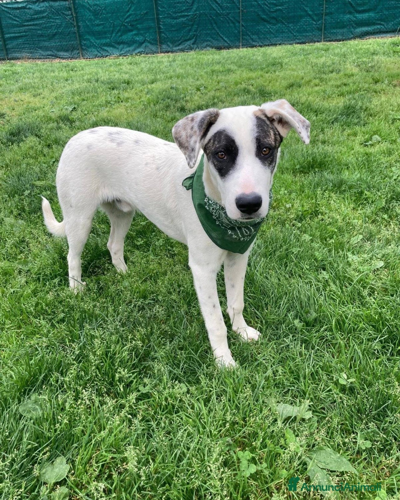Meticcio cani Giove dolcissimo cucciolo a Lecco - Annuncio 8